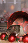 rat with christmas deco