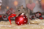 rat with christmas deco