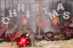 rat with christmas deco