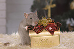 rat with christmas deco