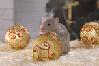 rat with christmas deco