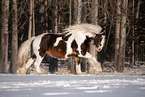 Irish Tinker in Winter