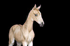 Akhal-Teke Portrait