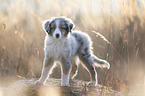 standing Miniature Australian Shepherd Puppy