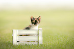 Domestic Kitten in a box