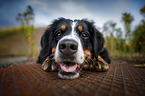 lying Bernese Mountain Dog