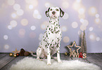 Dalmatian in christmas decoration
