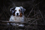 Australian Shepherd in autumn