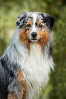 Australian Shepherd in summer