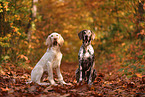 Spinone Italiano and German shorthaired Pointer
