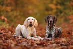 Spinone Italiano and German shorthaired Pointer