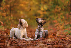 Spinone Italiano and German shorthaired Pointer