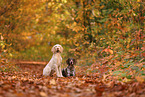 Spinone Italiano and German shorthaired Pointer