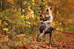 Spinone Italiano and German shorthaired Pointer