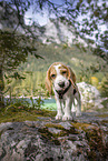 Beagle puppy