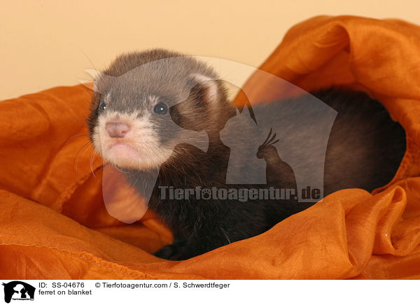 Iltisfrettchen auf Decke / ferret on blanket / SS-04676