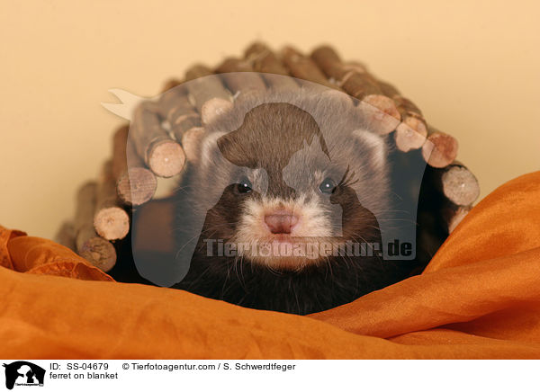 Iltisfrettchen auf Decke / ferret on blanket / SS-04679