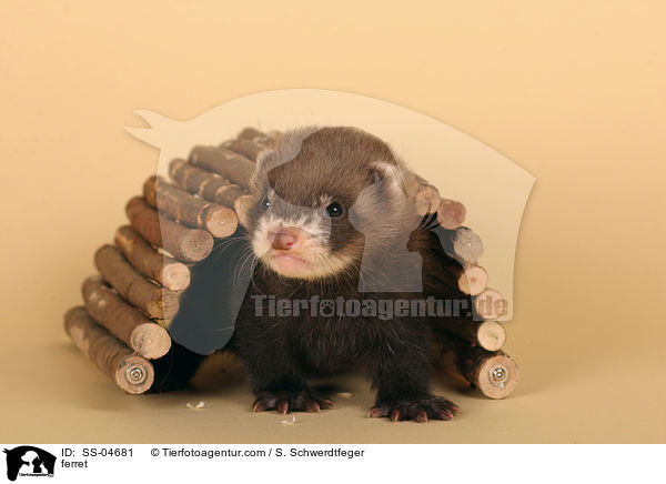Iltisfrettchen / ferret / SS-04681