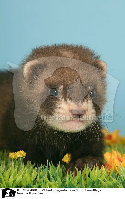 Frettchen auf Blumenwiese / ferret in flower field / SS-04698
