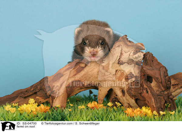 Frettchen auf Wurzel / ferret on root / SS-04700