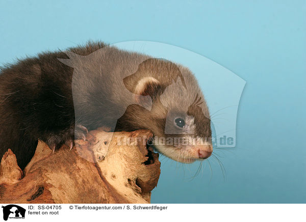 Frettchen auf Wurzel / ferret on root / SS-04705