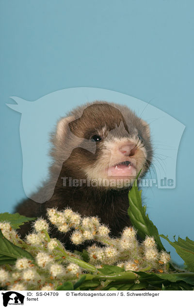 Frettchen / ferret / SS-04709