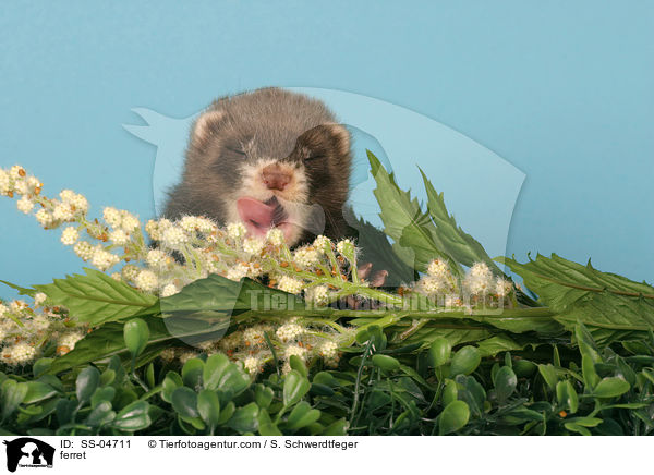 Frettchen / ferret / SS-04711