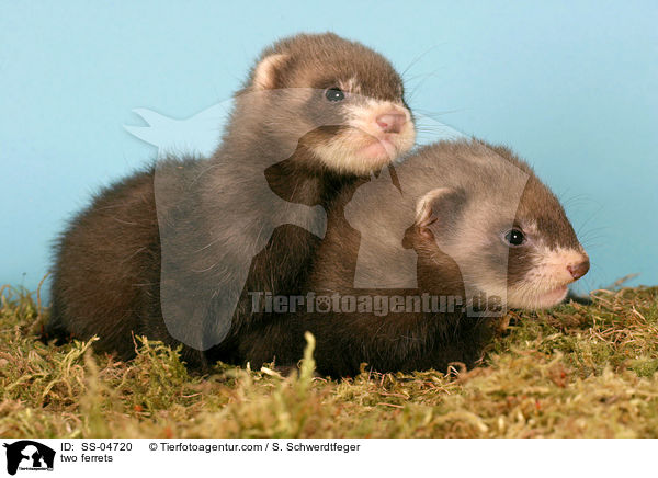 zwei Frettchen / two ferrets / SS-04720