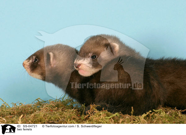 zwei Frettchen / two ferrets / SS-04721