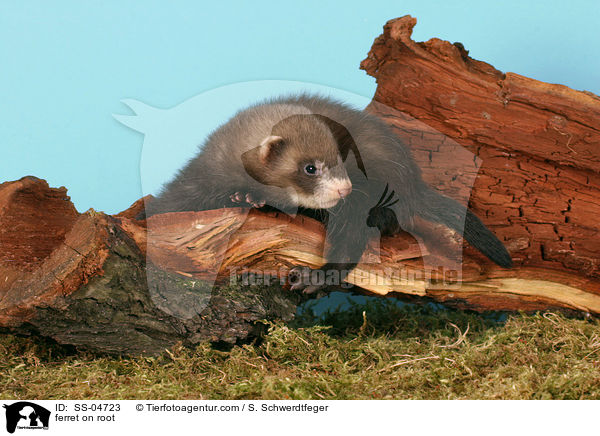 Frettchen auf Wurzel / ferret on root / SS-04723