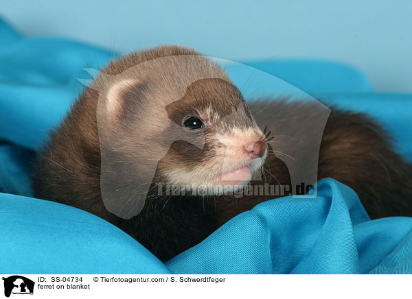 Frettchen auf Decke / ferret on blanket / SS-04734