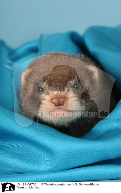 Frettchen auf Decke / ferret on blanket / SS-04736