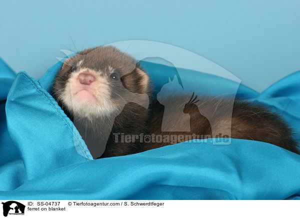 ferret on blanket / SS-04737