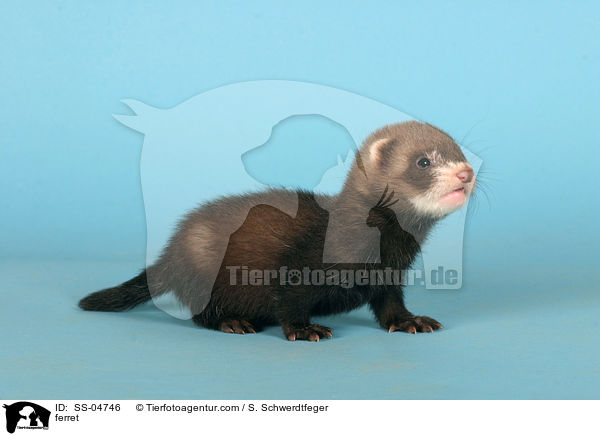 Iltisfrettchen / ferret / SS-04746