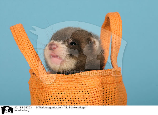 Frettchen in Tasche / ferret in bag / SS-04753