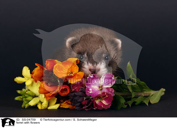 ferret with flowers / SS-04759