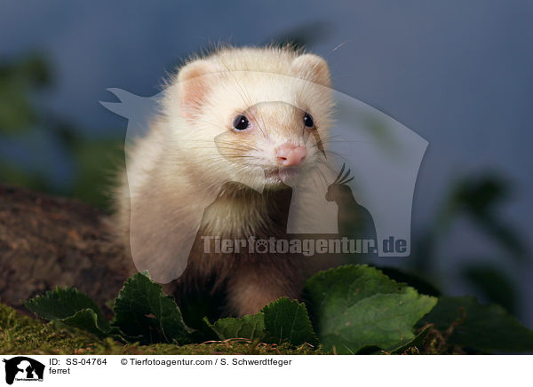 Frettchen / ferret / SS-04764