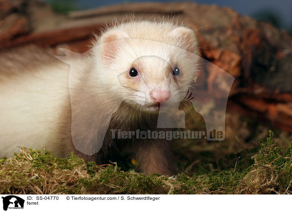 Frettchen / ferret / SS-04770