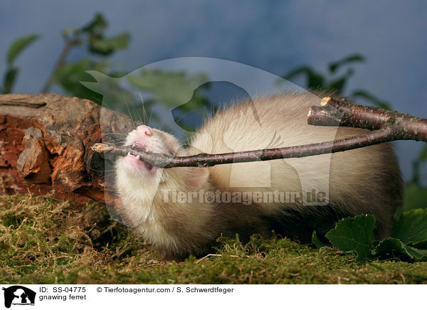 an Holz nagendes Frettchen / gnawing ferret / SS-04775