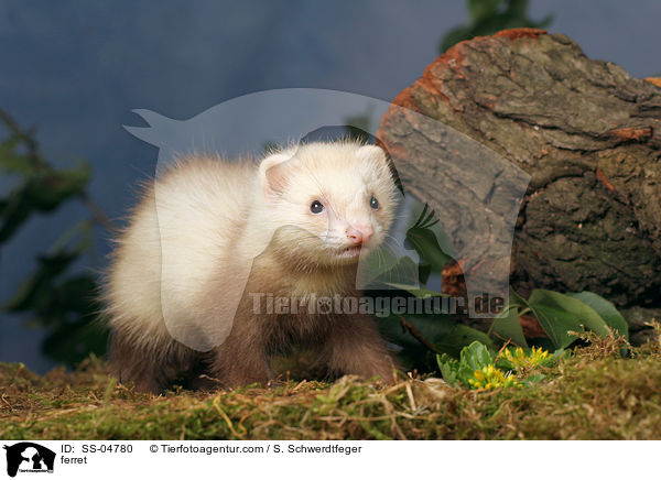 ferret / SS-04780