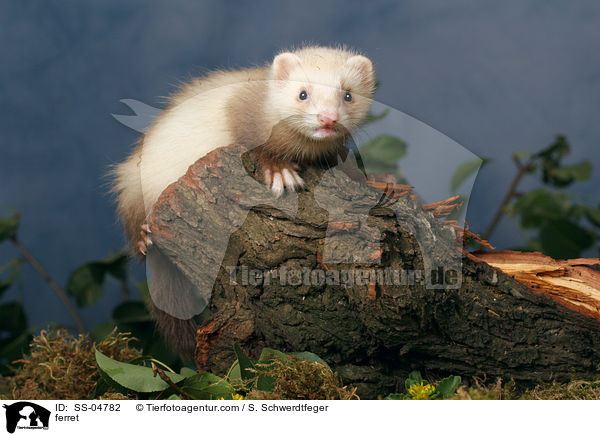 Zimtfrettchen / ferret / SS-04782