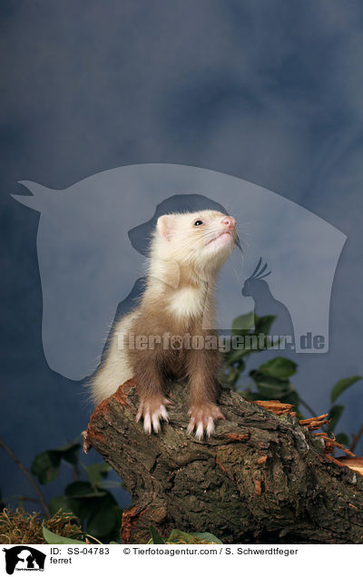 Zimtfrettchen / ferret / SS-04783