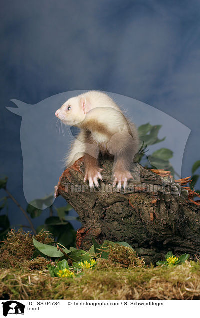 Zimtfrettchen / ferret / SS-04784