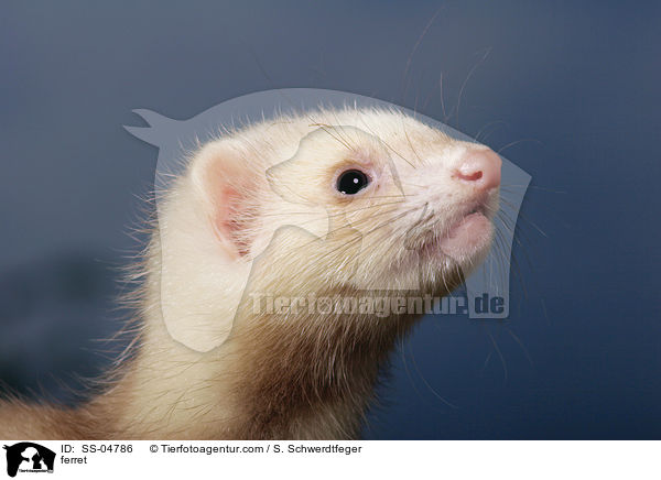 Zimtfrettchen / ferret / SS-04786