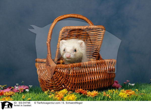Frettchen im Krbchen / ferret in basket / SS-04796