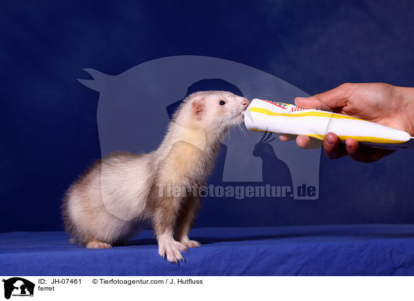 Frettchen / ferret / JH-07461