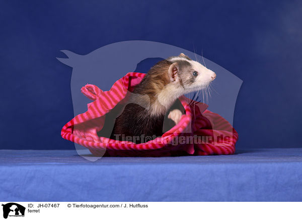 ferret / JH-07467
