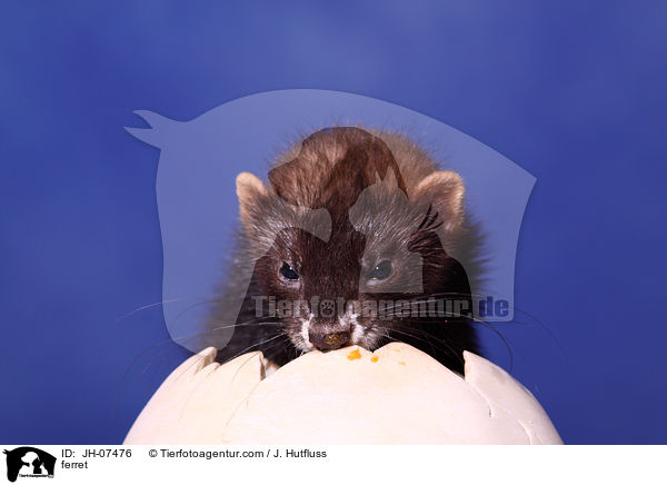 Frettchen / ferret / JH-07476