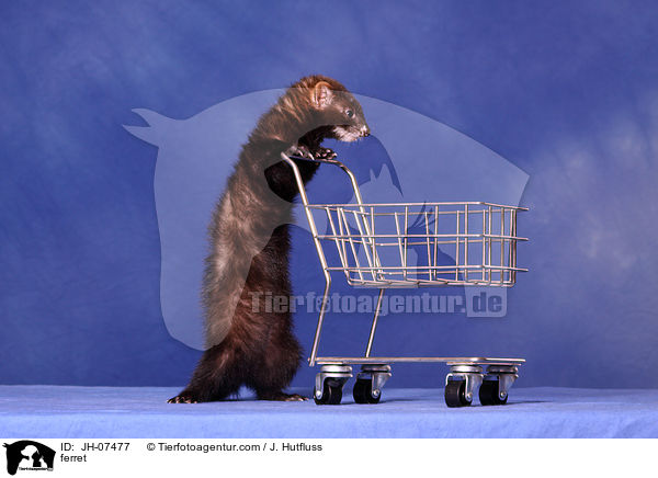 Frettchen / ferret / JH-07477