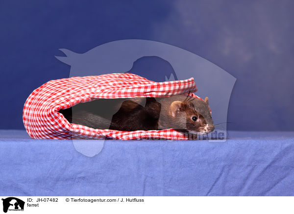 Frettchen / ferret / JH-07482